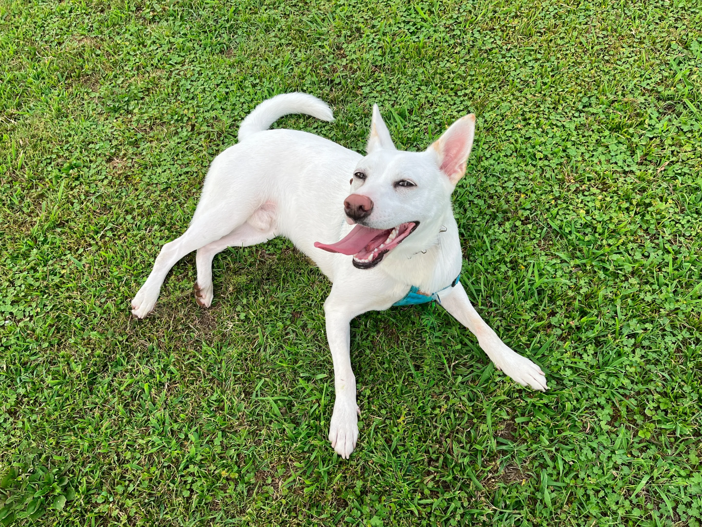 芝生に寝転ぶ白い犬