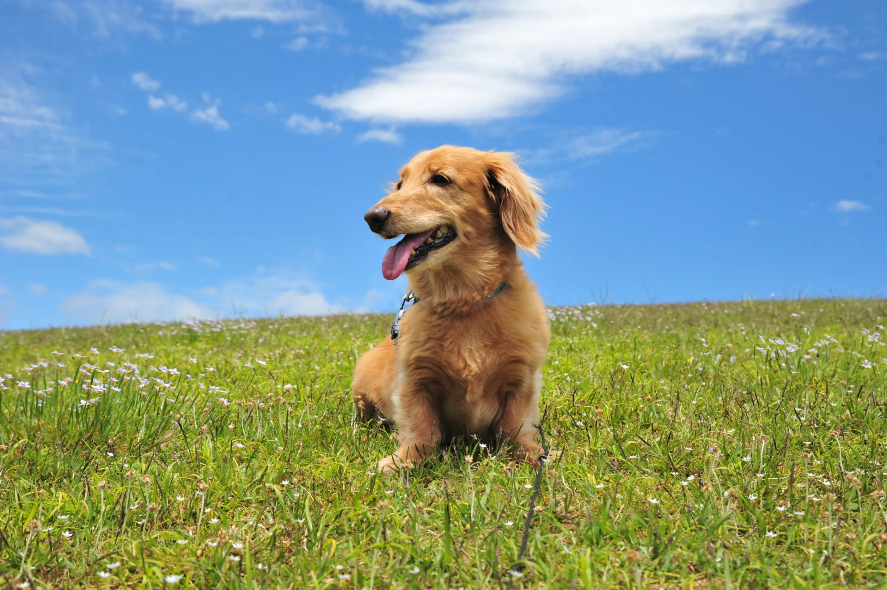 草原に座って舌を出す茶色の犬