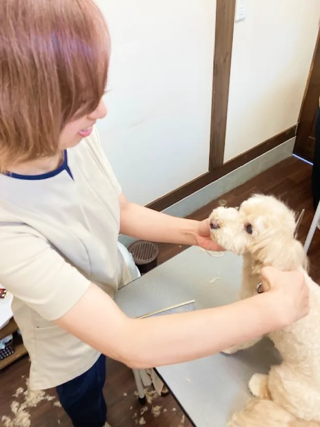 施術台の上の小型犬をなでるオーナー
