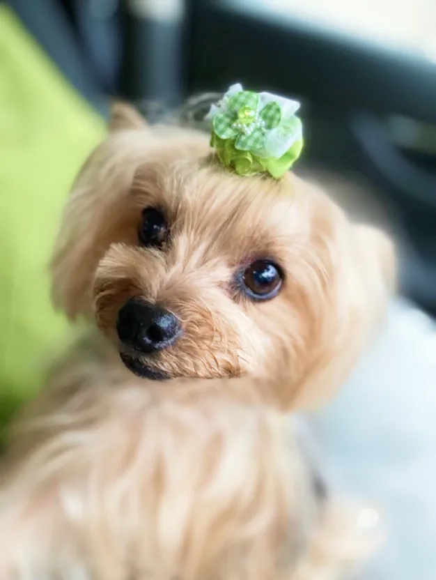 緑のリボンをつけた小型犬