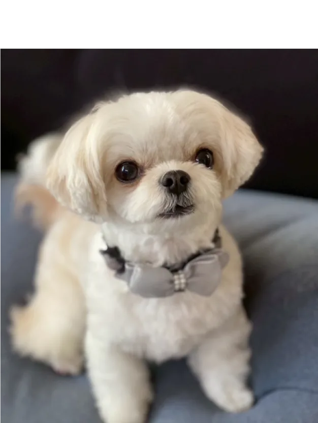こちらを見つめる白い小型犬