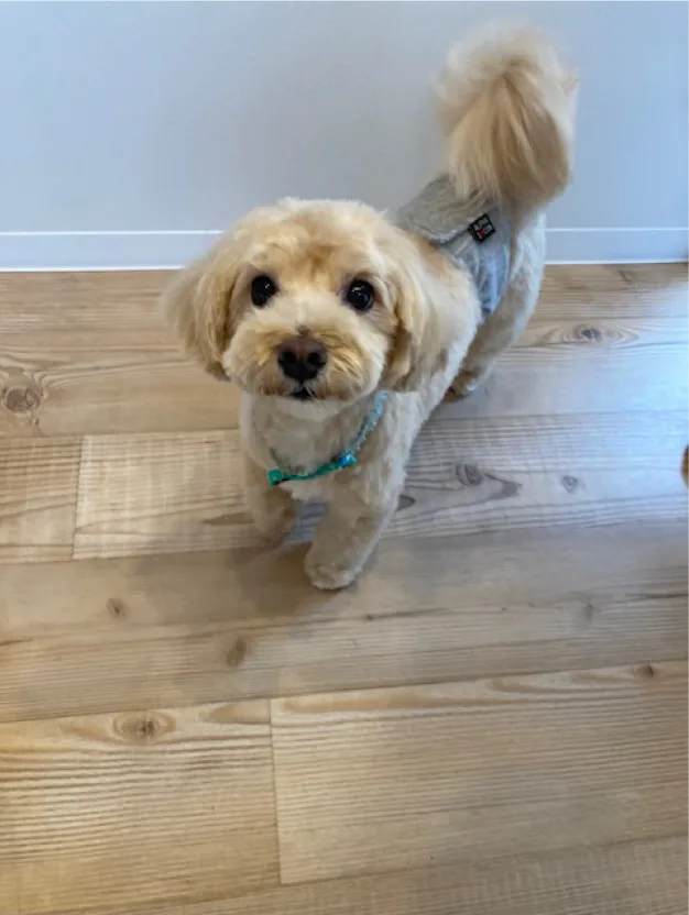 首輪をつけて立つ小型犬