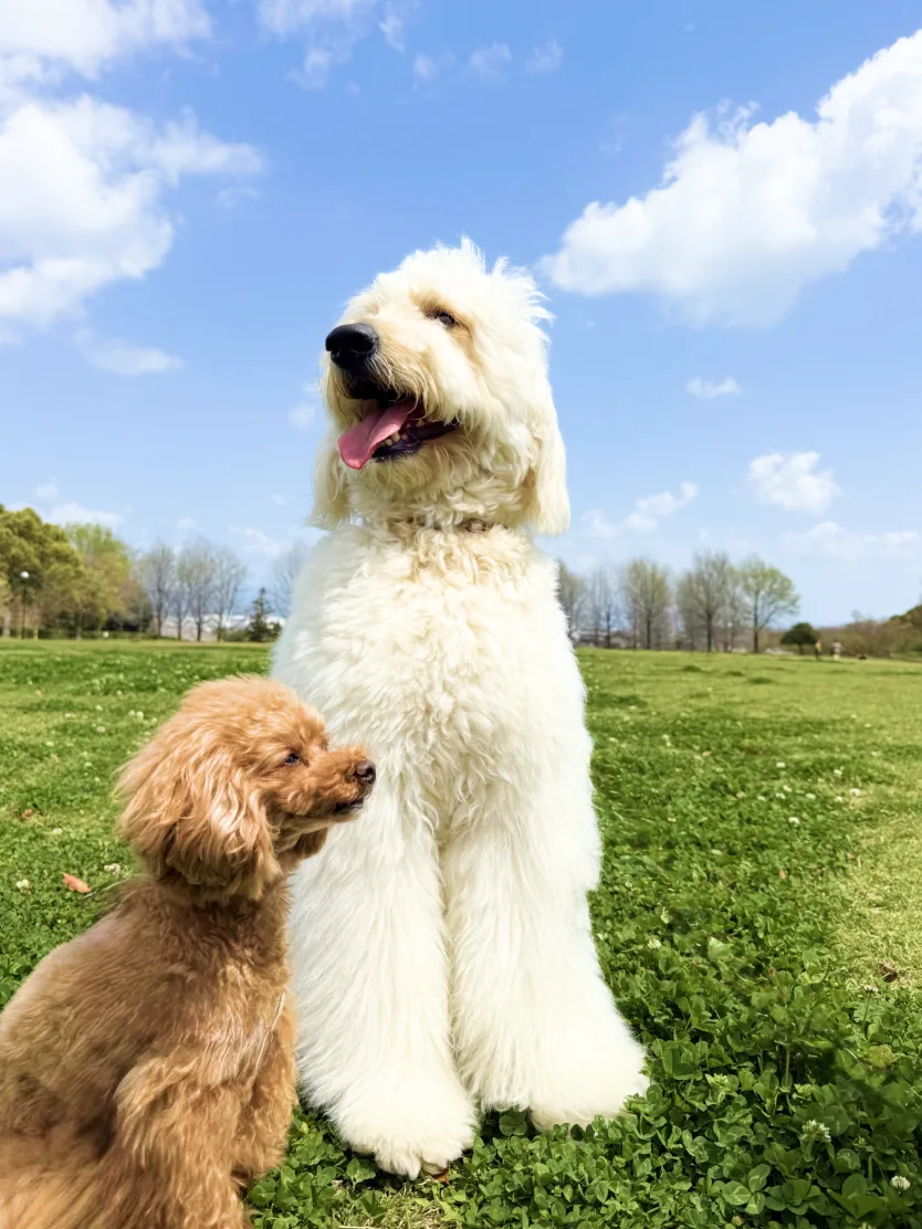 青空の下、芝生に座る白い大型犬と茶色の小型犬