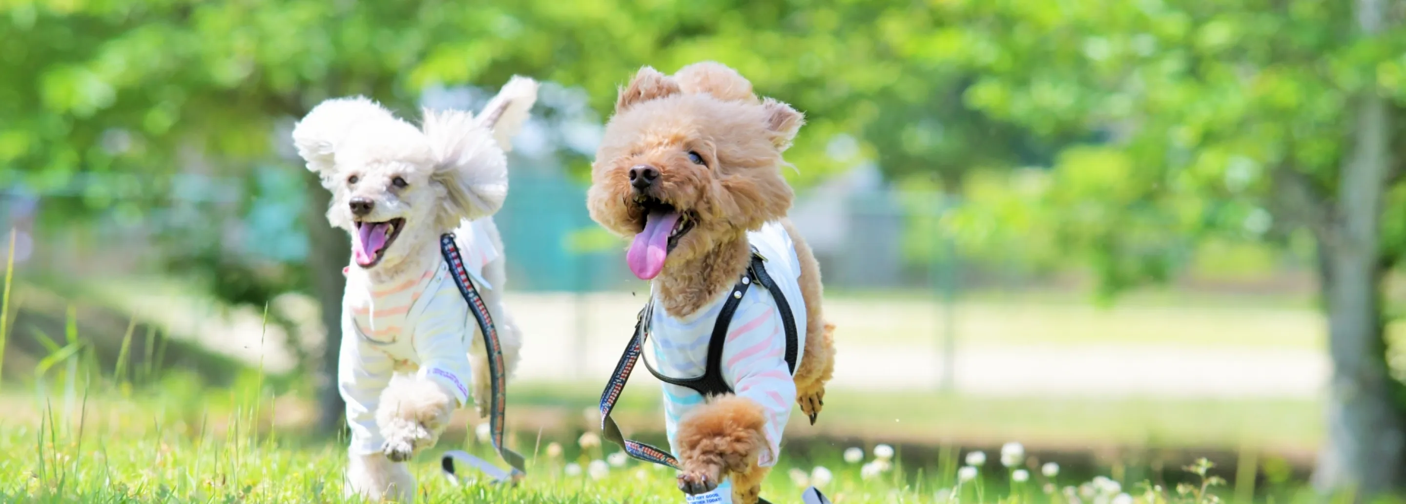 シャンプー中の犬