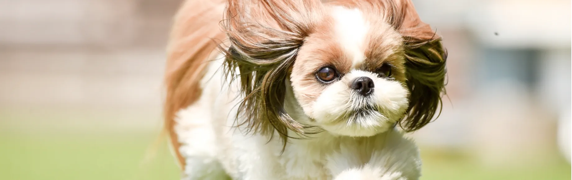 シャンプー中の犬