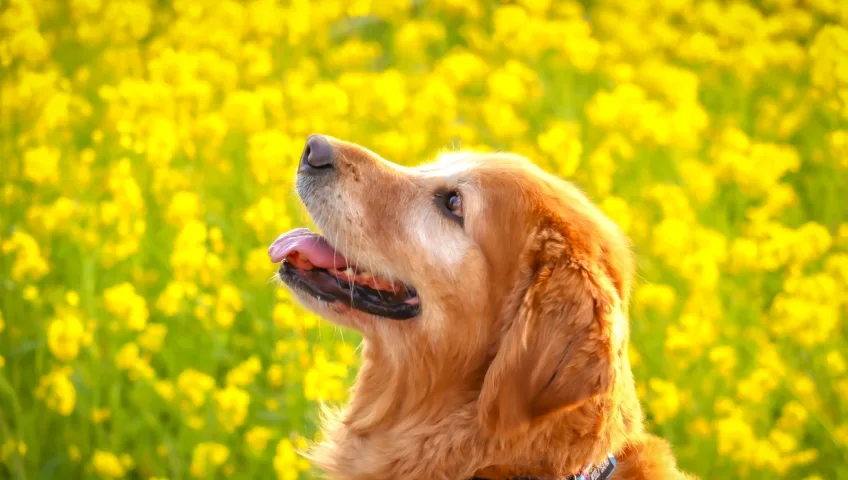 オーナーと犬
