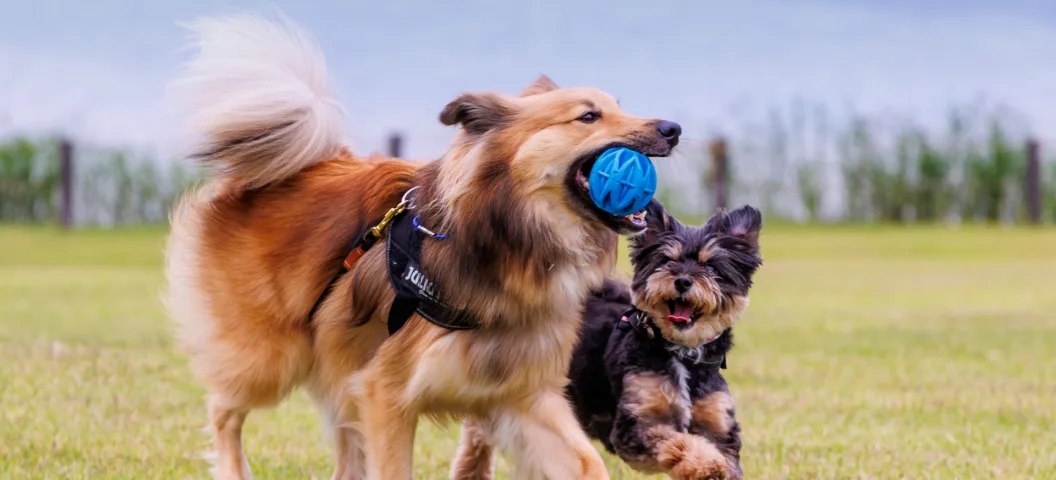ブラッシング中の犬