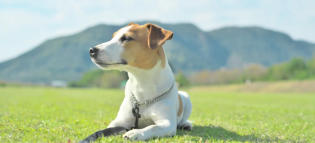 草原に伏せる犬