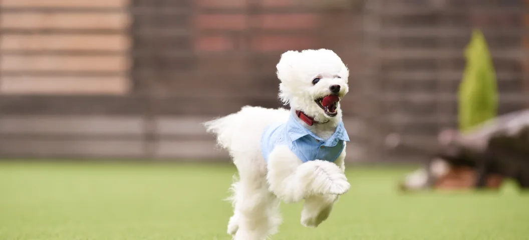診察を受ける犬