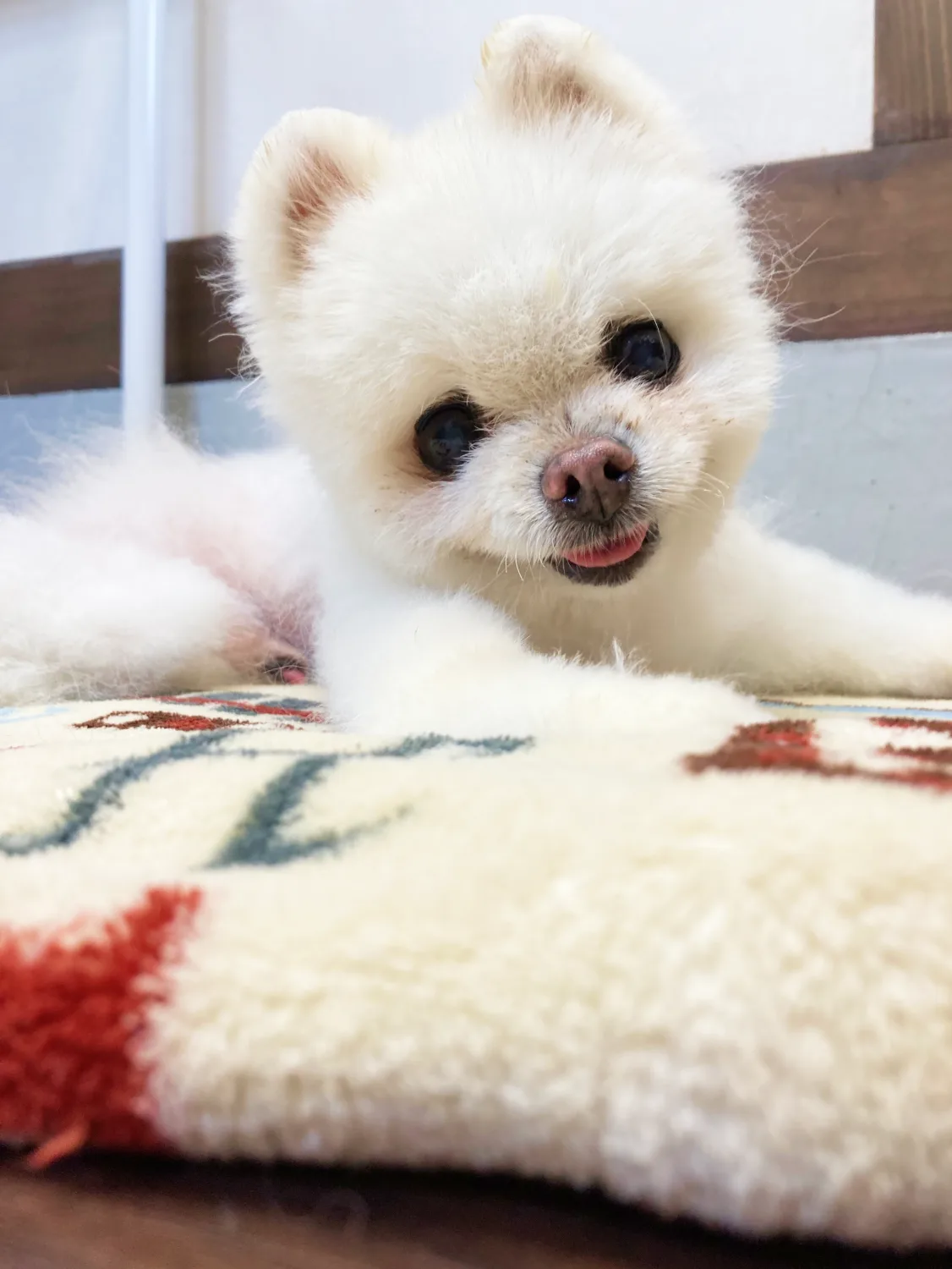 まめちゃん(白い小型犬)