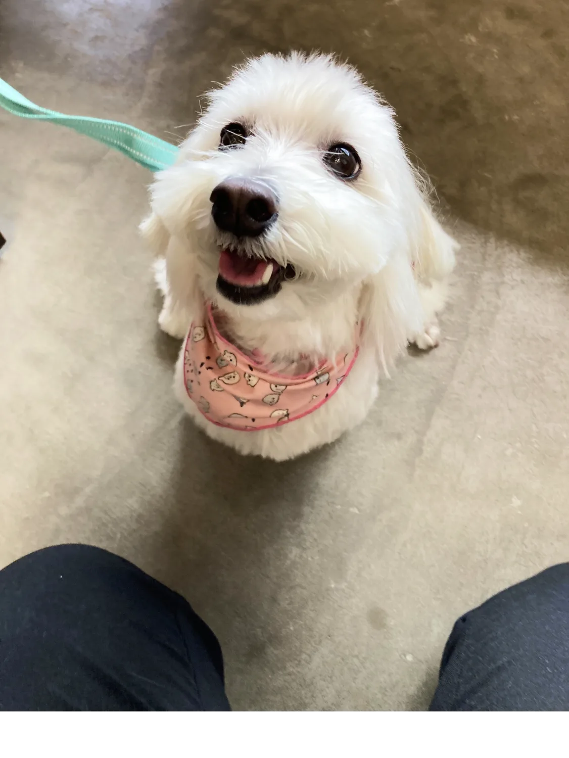 ジュニアちゃん(白い小型犬)