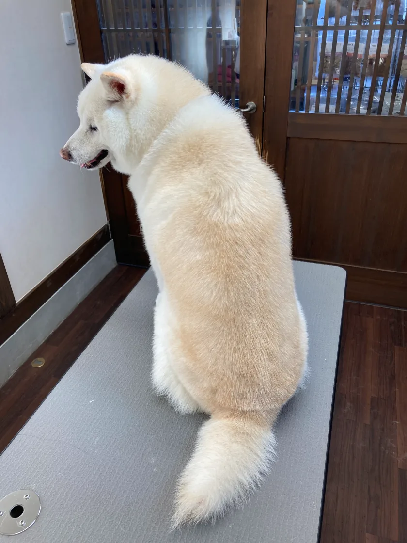 窓辺に座る白い犬