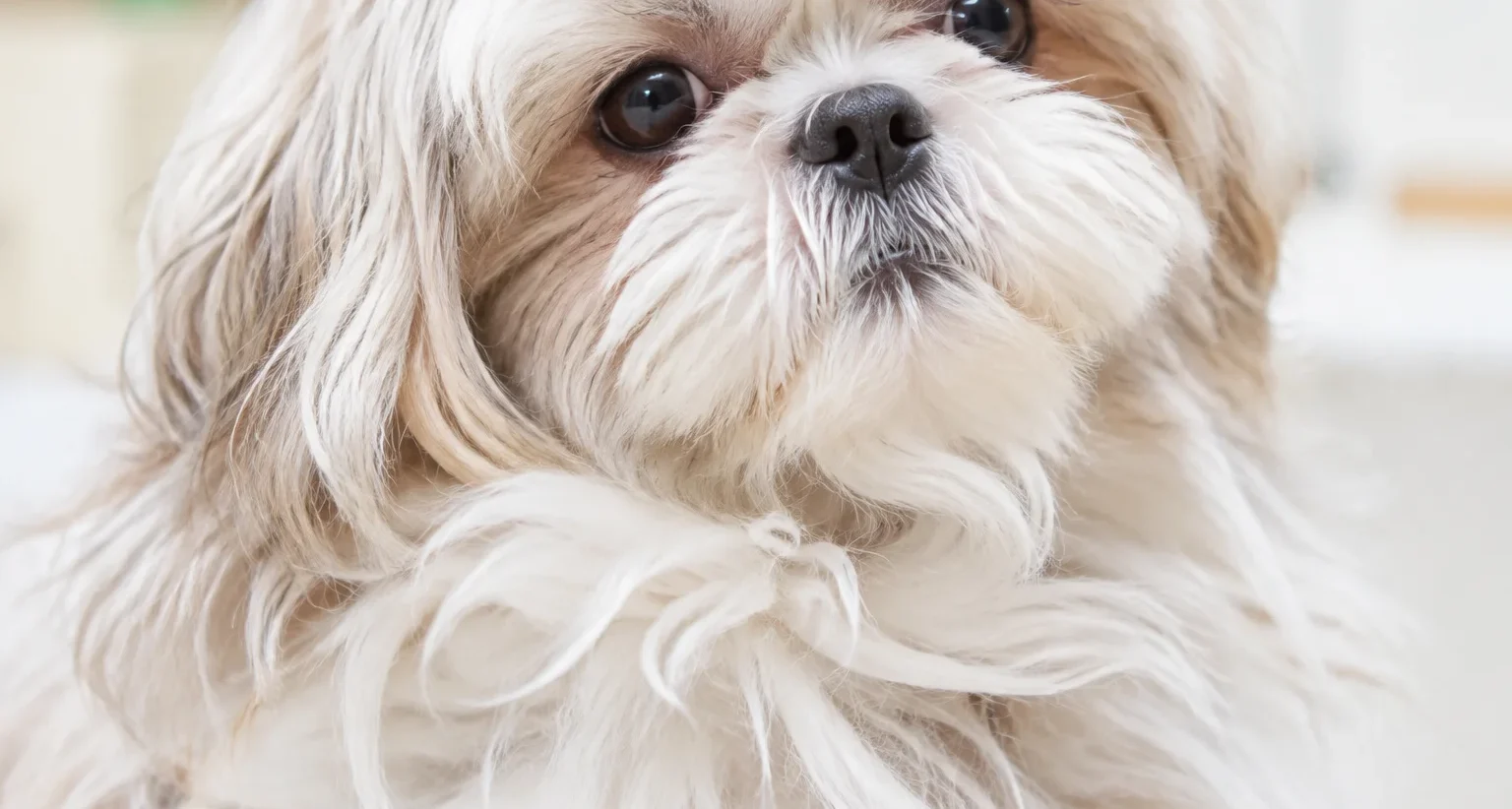 長毛の小型犬の、ふわふわと伸びた顔まわりの毛